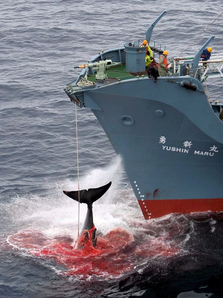 Ein harpunierter Wal wird an Bord des japanischen Walfangschiffes "Yushin Maru" gezogen, das im Atlantischen Ozean kreuzt.
