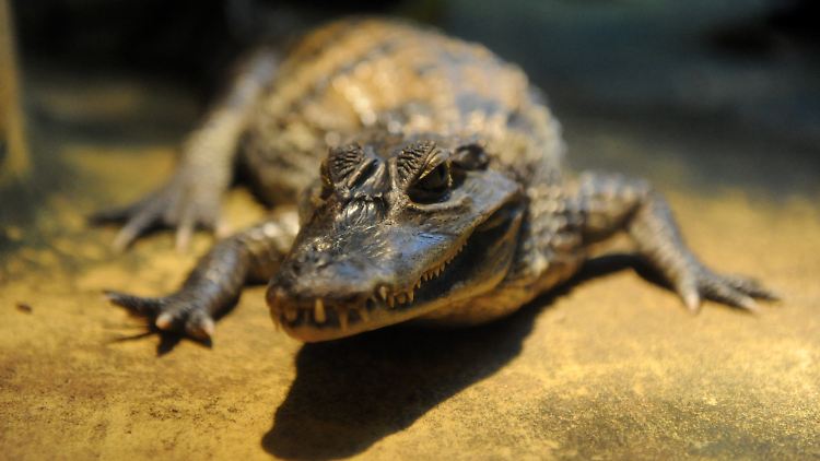 Anders, als sie aussehen: Krokodile sind sensible Tiere.