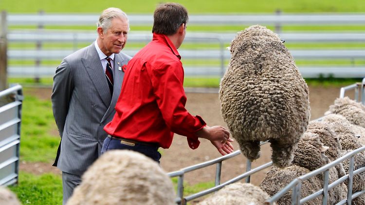 Auf der Leenavale-Schafsfarm sieht Prinz Charles Farmmanager Brent Thornbury bei der Arbeit und den Tieren beim Springen zu.