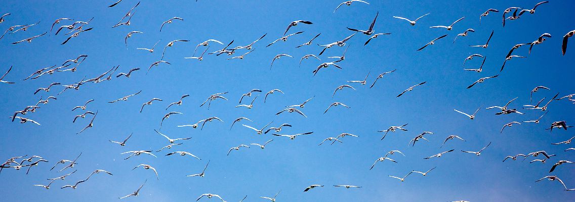 Wildgänse im Oderbruch auf dem Weg nach Süden.