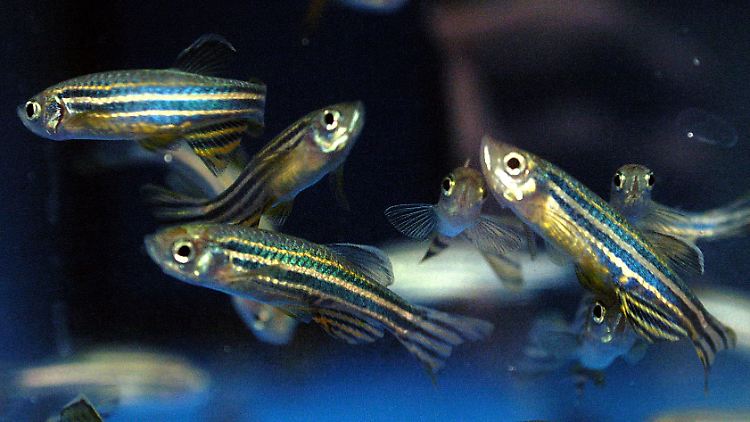 Zebrafische sind wegen der gemeinsamen evolutionären Abstammung als Modellorganismus für Menschen geeignet.