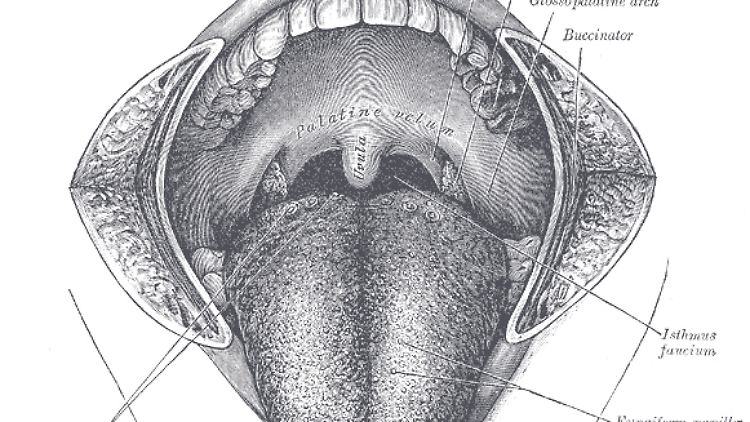 HNO- und Zahnärzte kennen das Rachenzäpfchen, bei ihnen Uvula genannt, in den unterschiedlichsten Ausprägungen.