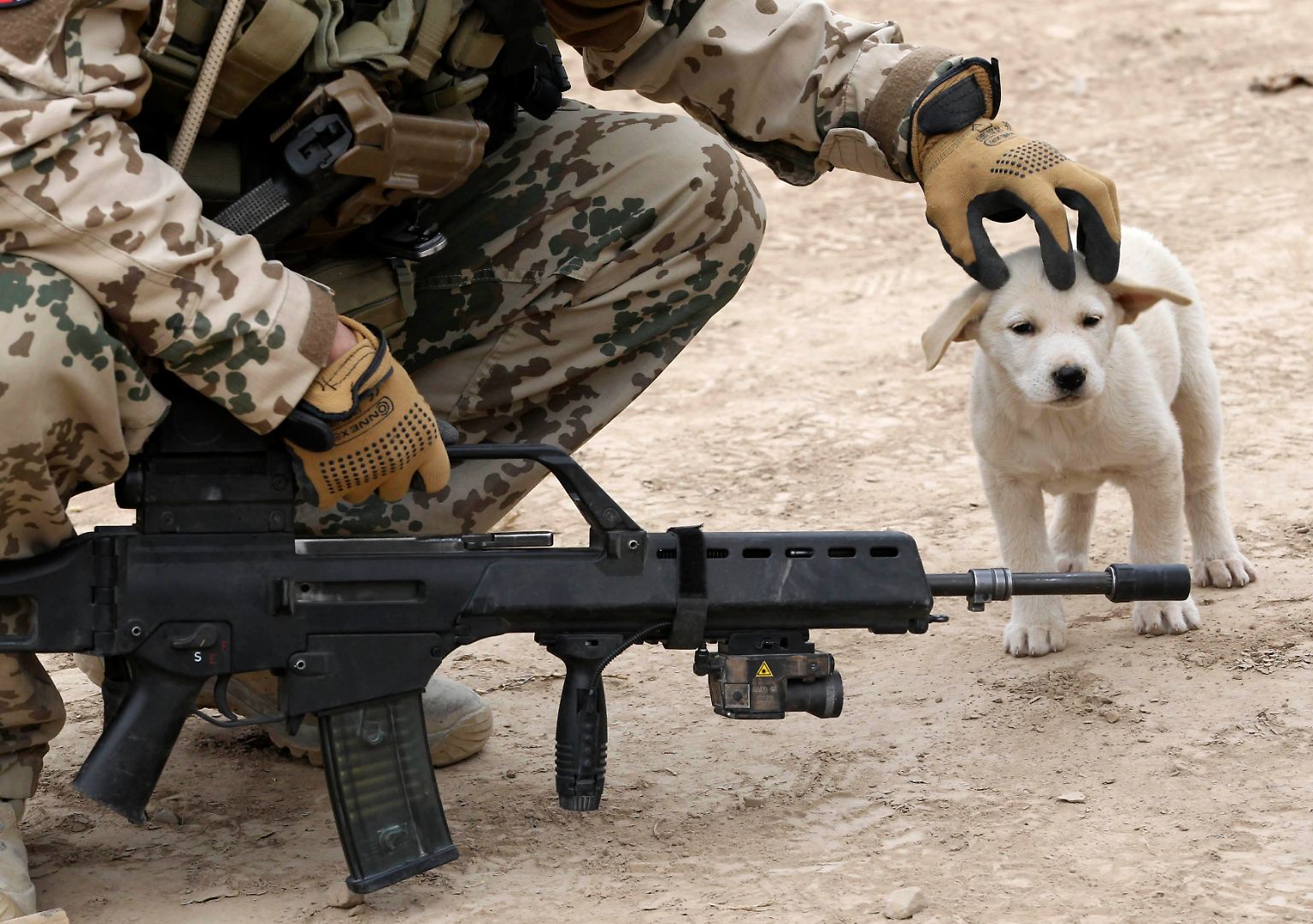 Wenn Soldaten einander bekriegen, versuchen Zivilisten, sich fernzuhalten. Für viele tierische Bewohner von Krisengebieten ist das keine Option.