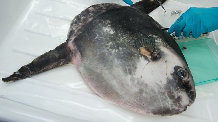 Sassnitzer Fischer haben im Seegebiet vor Rügen diesen in der Ostsee nicht heimischen Mondfisch gefangen.