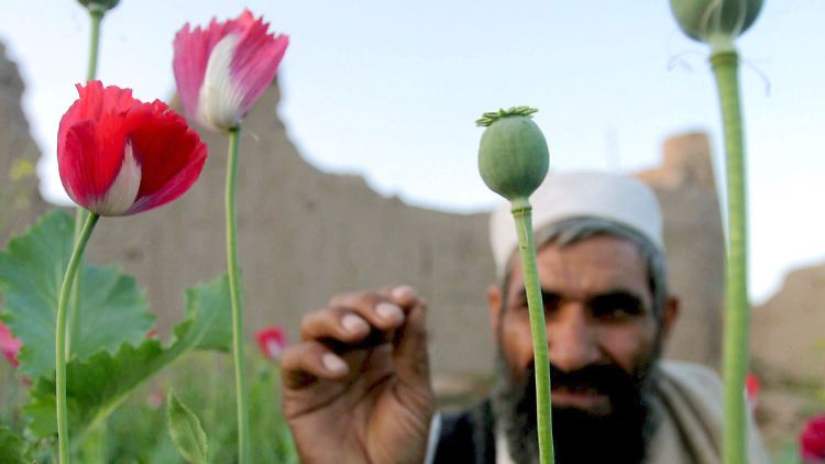 Ein afghanischer Bauer überprüft seine Mohnpflanzen.