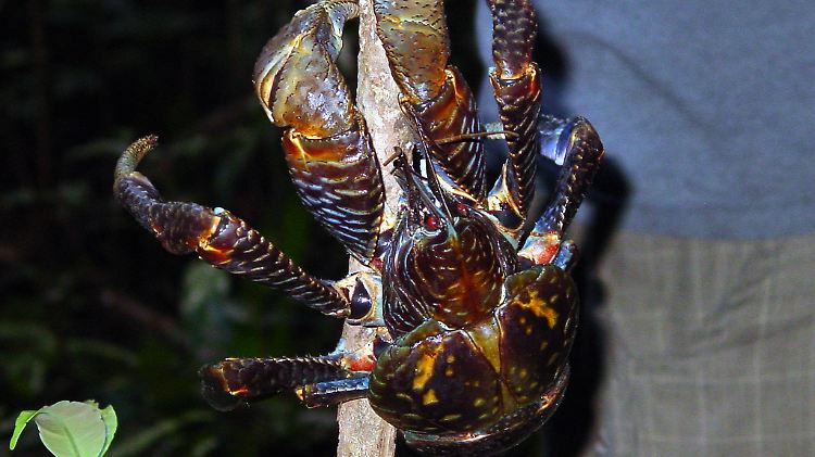 Ein Palmendieb in Aktion.