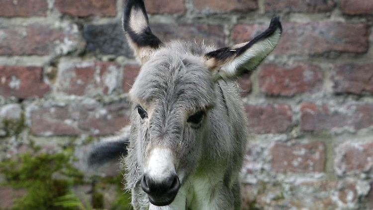 Sein Artgenosse in Südamerika bleibt in der außerparlamentarischen Opposition.