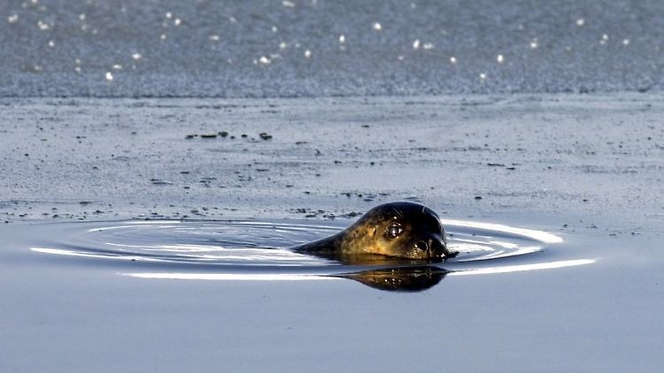 Gut, wenn man im Wasser daheim ist ...
