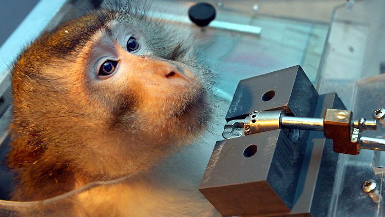 Besonders die Experimente mit Primaten sind umstritten.