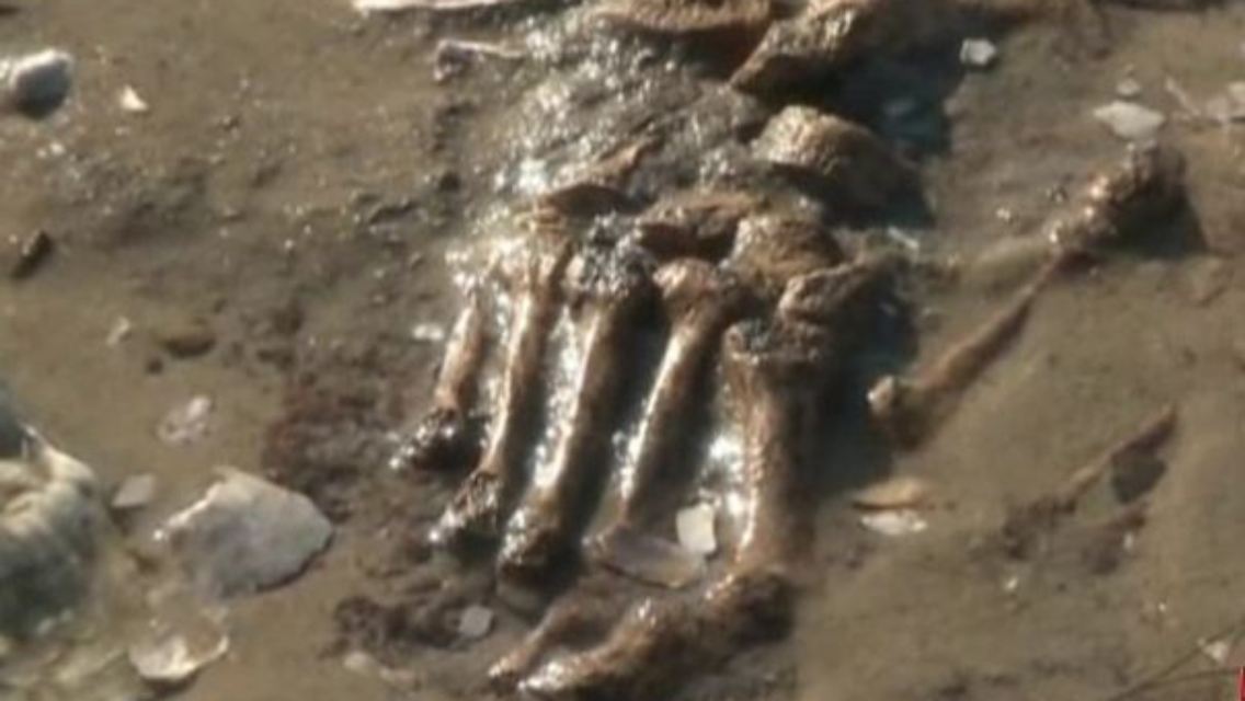 Strand-Skelett.JPG
