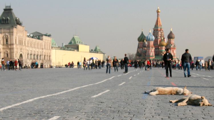 Sie leben noch: Streunende Hunde sonnen sich auf dem Roten Platz in Moskau.