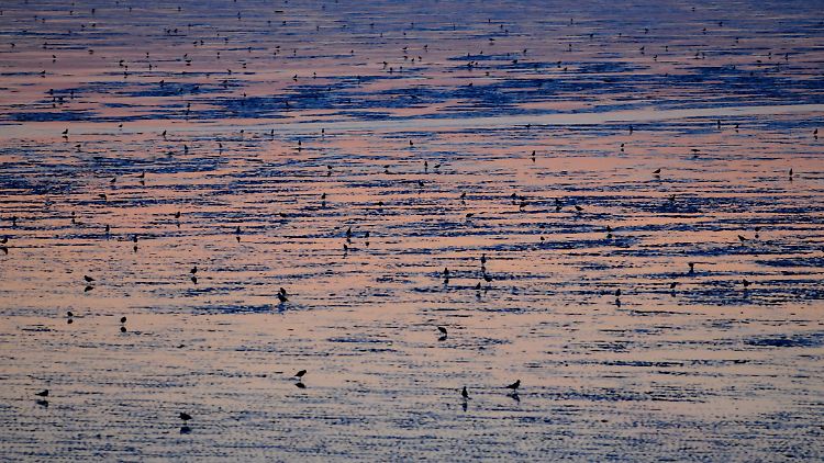 Der NABU fordert verstärkte Schutzbemühungen für das Wattenmeer, einem der größten Feuchtgebiete der Welt.