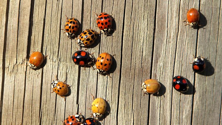 Forscher haben herausgefunden, dass der eingewanderte Asiatische Marienkäfer außergewöhnlich gut gegen Krankheitserreger gewappnet ist.