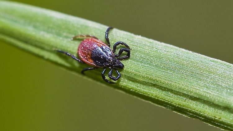Die ebenfalls von Zecken übertragene Lyme-Borreliose ist nicht auf Risikogebiete beschränkt.