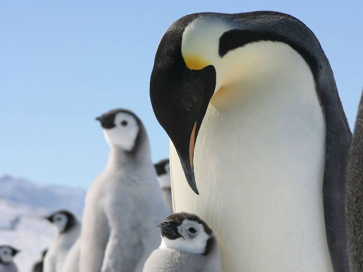 Der Kaiserpinguin, hier mit seinem mit Nachwuchs in der Antarktis, galt als die bisher größte bekannte Pinguin-Art.