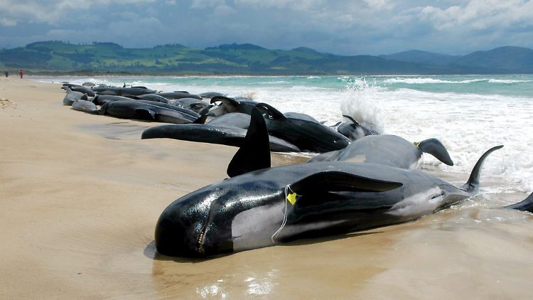 Mehr als hundert gestrandete Walen liegen in der Bucht Marion Bay im Süden von Tasmanien in Australien am Strand (Archivbild vom 26.10.2005).