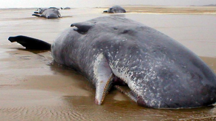 Schon früher sind Wale in Tasmanien gestrandet (Archivbild vom 27.12.2004).