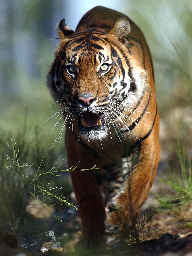 In freier Wildbahn leben nur noch etwa 3200 Tiger.