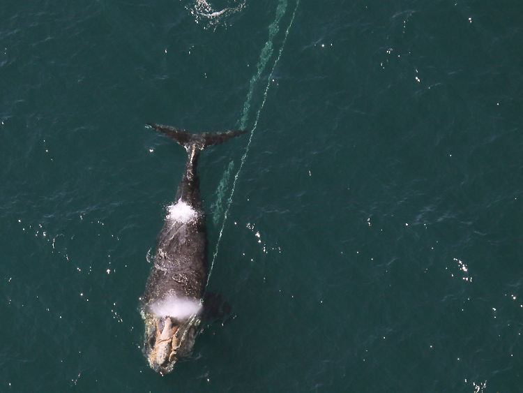Das Foto zeigt einen "Nordkaper" vor Nordamerika nahe Daytona Beach, der viele Meter Tau hinter sich her zieht, die sich in seinem Kiefer verfangen haben.