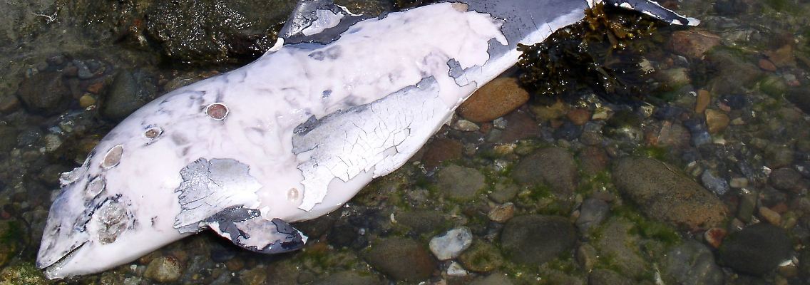 An der Ostseeküste Mecklenburg-Vorpommerns werden immer mehr tote Schweinswale gefunden.