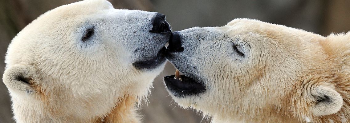 Wenn das nicht Liebe ist: Eisbär Knut (links) und seine Freundin Gianna.