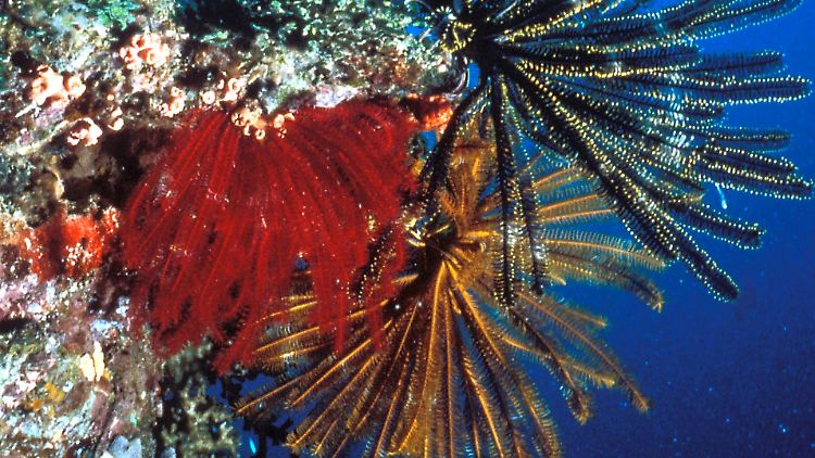 Wenn Korallen ihre Farbe einmal verlieren, brauchen sie Jahrzehnte, um sich davon zu erholen. Im Bild: gesunde Korallen im Great Barrier Reef.