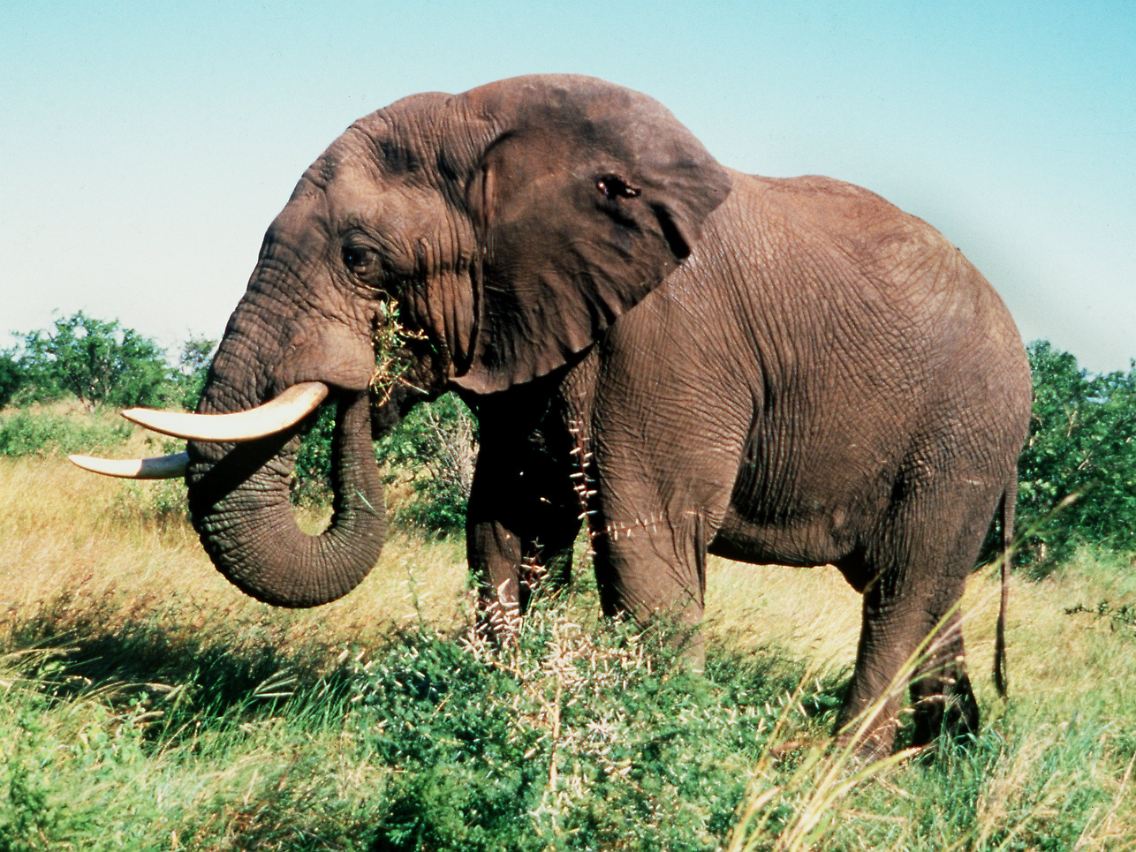 Er gehört zu den wenigen tierischen Gewinnern der Konferenz: der afrikanische Elefant.