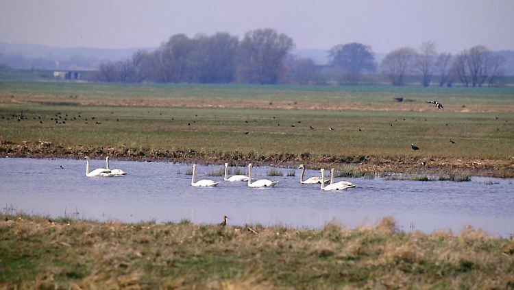 Das Wendland besteht nicht nur aus Wald, auch Wiesen und Auen in Elbnähe gehören dazu.