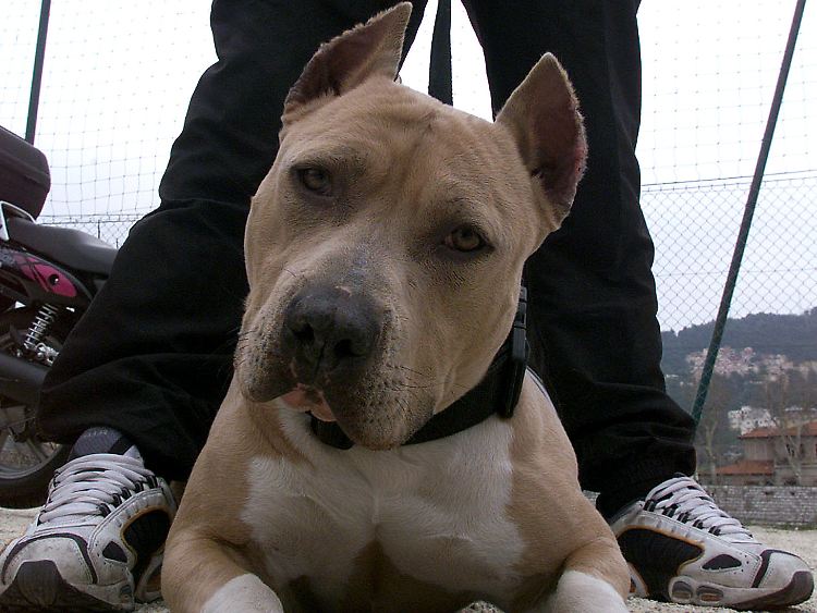 Gehorsamtraining: So ein Pitbull kann auch lieb sein, wenn er will.