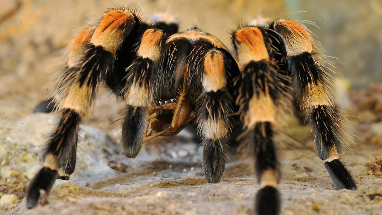 Vogelspinnen gehören zu den ältesten Geschöpfen der Erde.