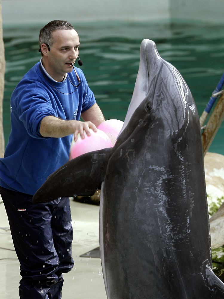 Ein Großer Tümmler mit Trainer bei einer Show im Delfinarium des Duisburger Zoos. (Archivbild von 2008)