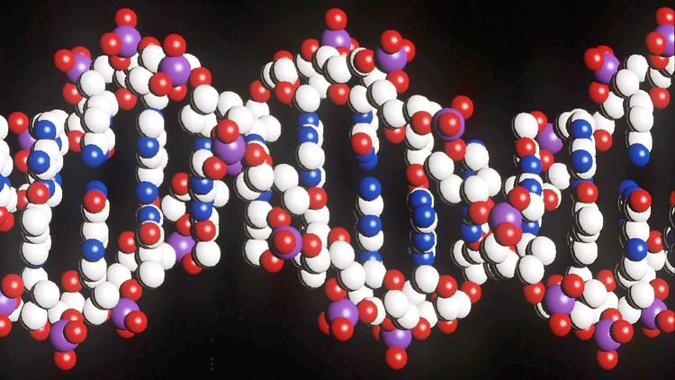 Das am 26.06.2000 veröffentlichte Foto zeigt das Modell eines menschlichen DNA-Stranges mit der doppelten Helix-Struktur.