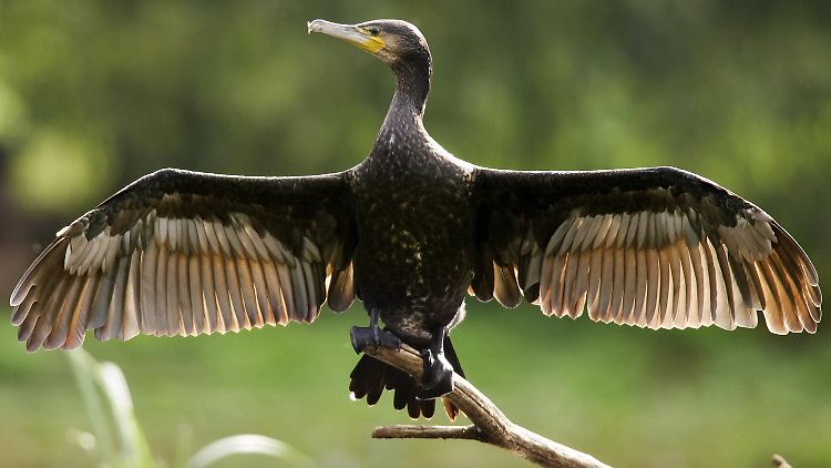 Gestört in seinem Lebensraum: der Kormoran.