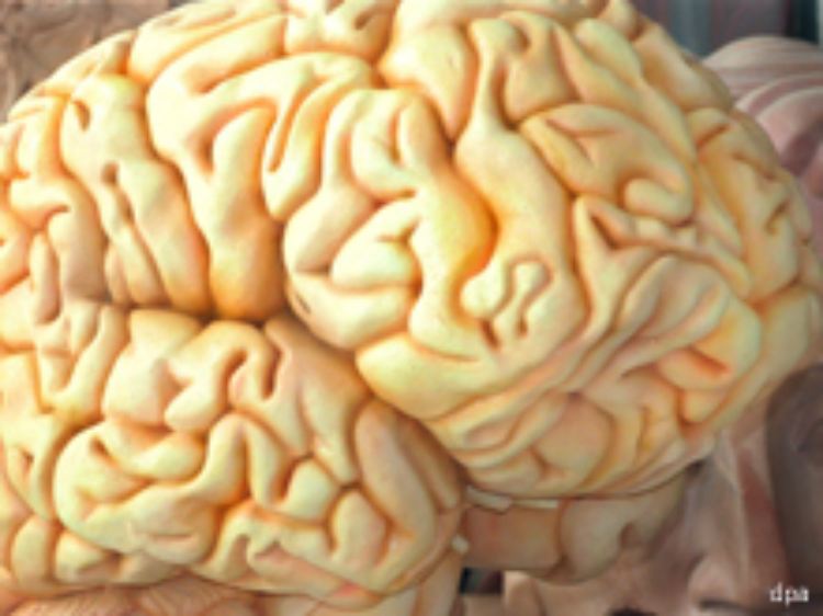 Modell eines menschlichen Gehirns.