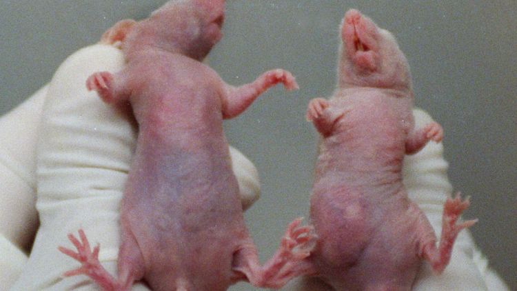 Bei Mäusen ohne Beta-Interferon wuchs der Tumor wesentlich schneller.