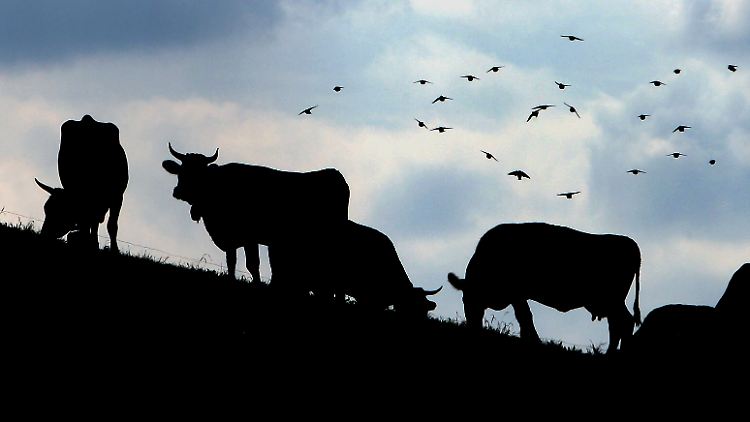 Wichtig ist, was hinten raus kommt: In der Bilanz ist die Kuh möglicherweise gar nicht so klimaschädlich wie bisher angenommen.