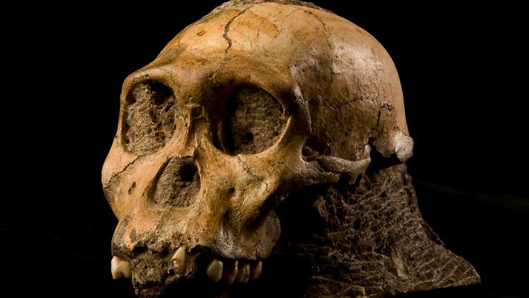 Die Fossilien weisen sowohl Merkmale des Homo habilis als auch des affenartigen Australopithecus auf.