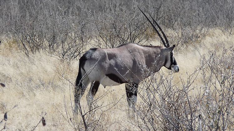 Bekannt für ihr helles Fell und die schwarzen Flecken im Gesicht: die Arabische Antilope.