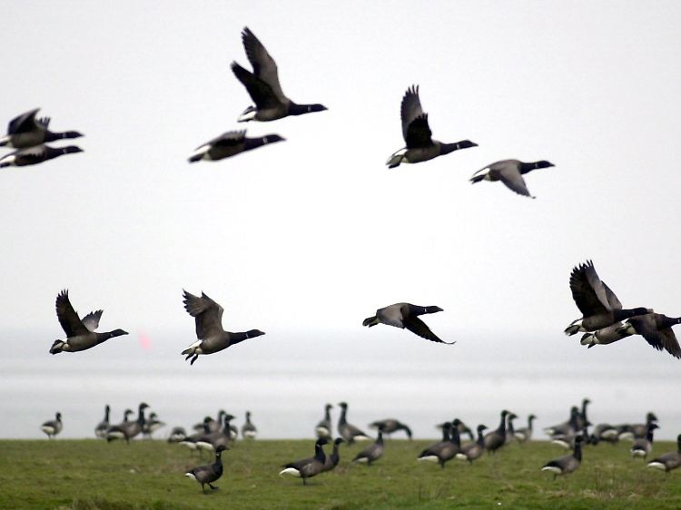 Ringelgänse auf der Hamburger Hallig an der schleswig-holsteinischen Nordseeküste. (Archivbild)