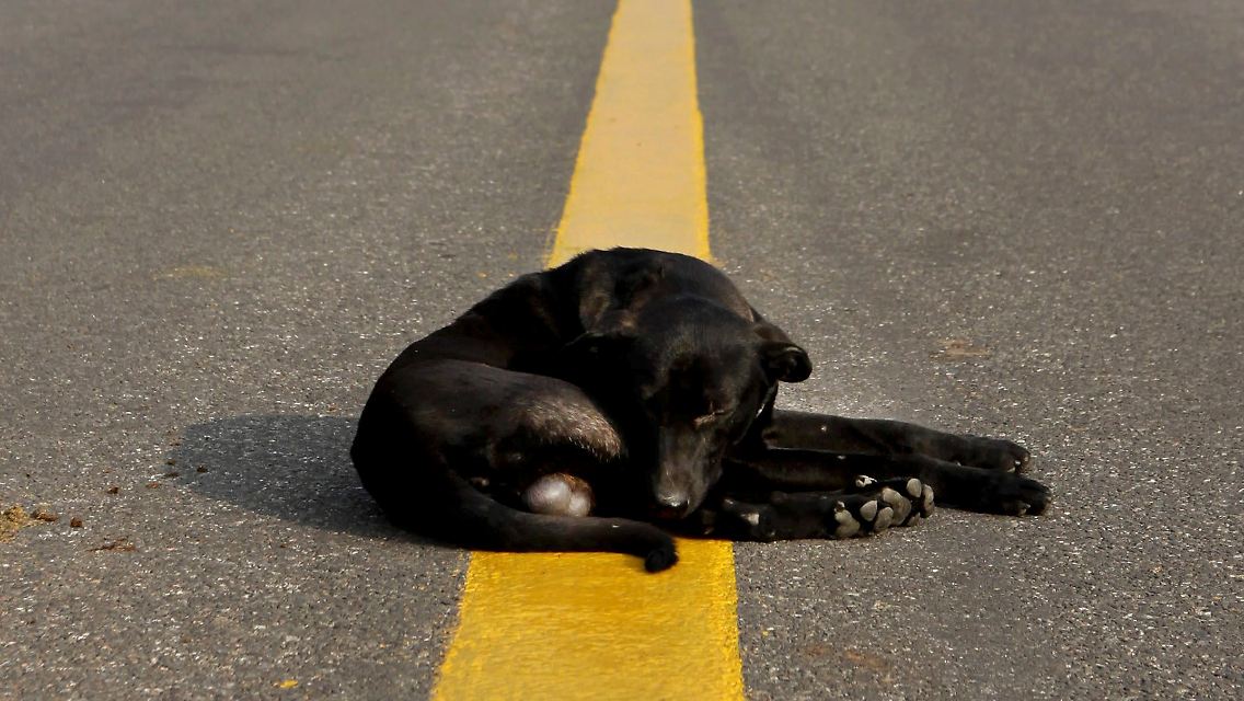 Dieser Hund in Indien scheint im Schlaf nicht schutzbedürftig zu sein.