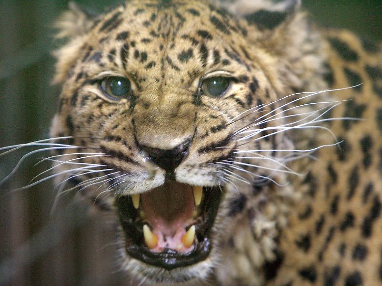 Sie gelten als die weltweit am weitesten verbreiteten Wildkatzen: Leoparden.