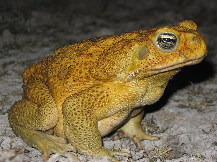 Die giftige Aga-Kröte gehört mit mehr als 20 Zentimetern Länge zu den größten Froschlurchen der Welt.