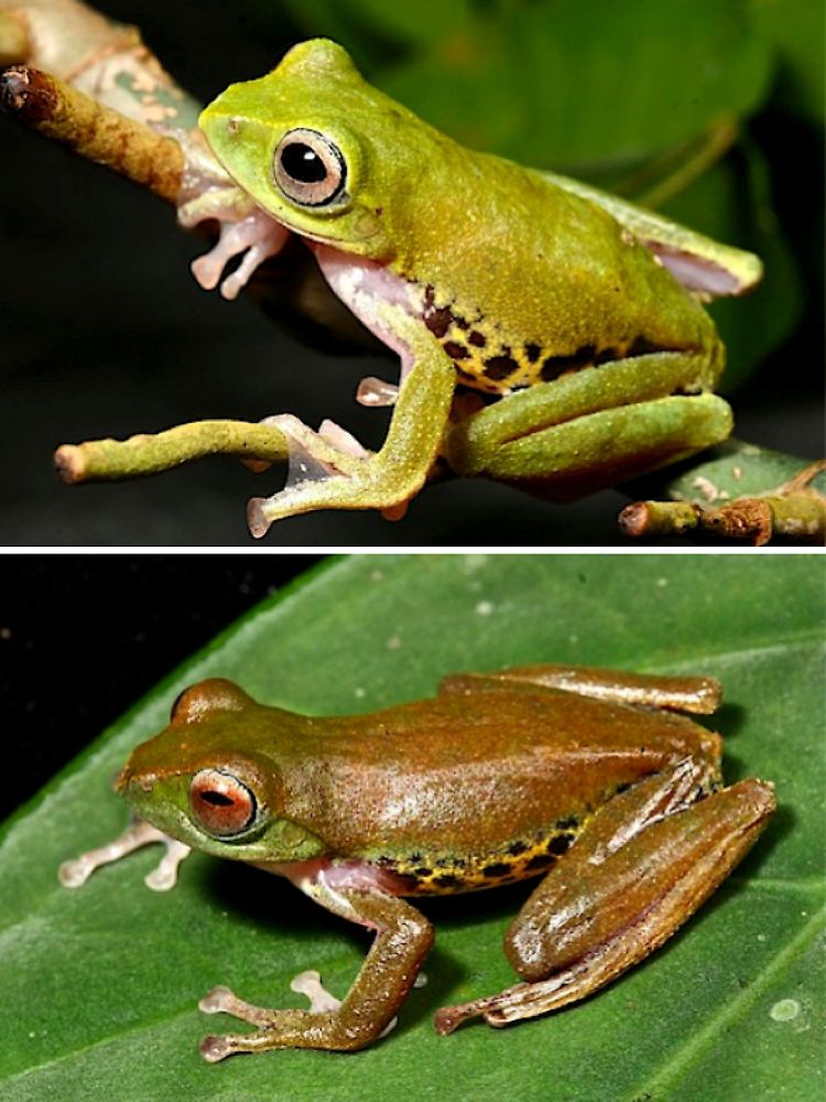 Der Mulu-Frosch hat Flughäute zwischen Zehen und Fingern. Seine Farbe kann er je nach Tageszeit von hellgrün in der Nacht zu braun am Tag verändern.