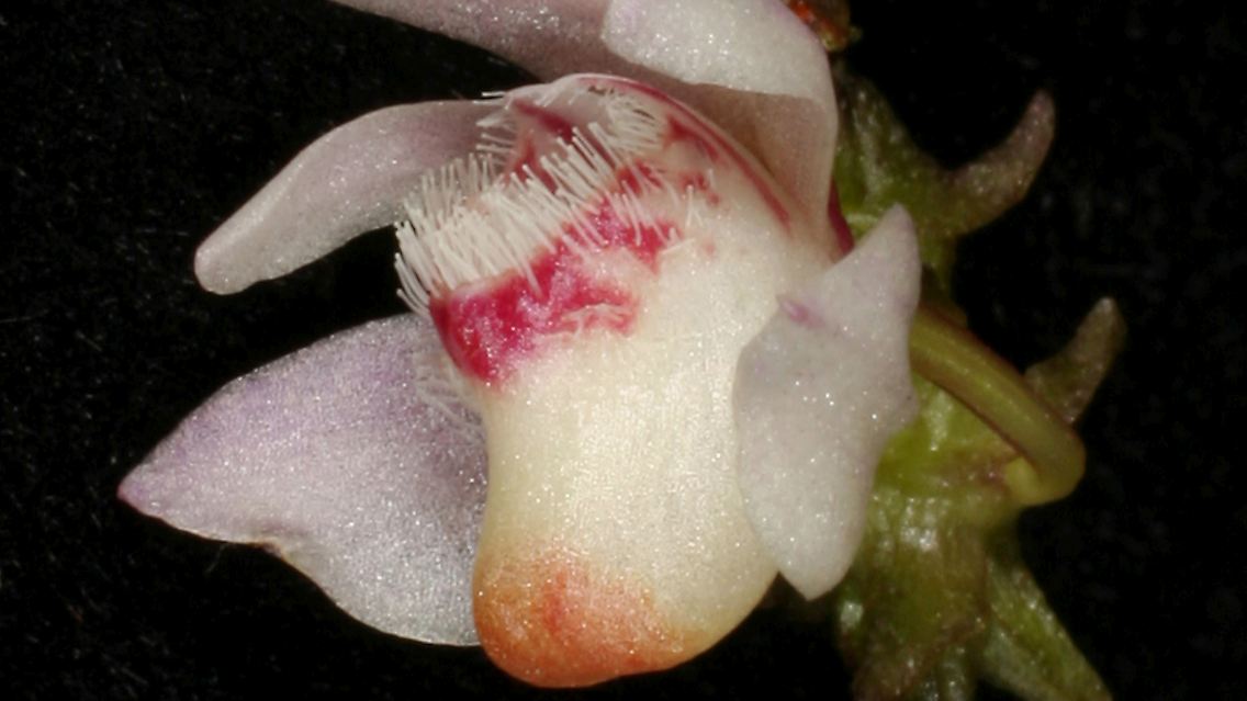 Für die Entdeckung von Pflanzen gilt das gleiche wie für neue Tierarten. Diese auf Borneo entdeckte Orchidee hat bereits einen Namen: Sie heißt Thrixspermum erythrolomum.