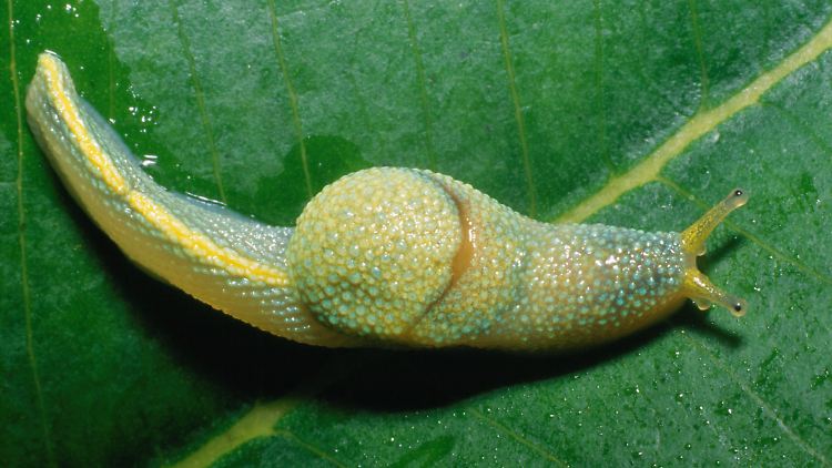 Diese Nacktschnecke kennt die einheimische Urbevölkerung vielleicht schon länger. Wissenschaftlern jedoch kroch sie erst jetzt über den Weg.
