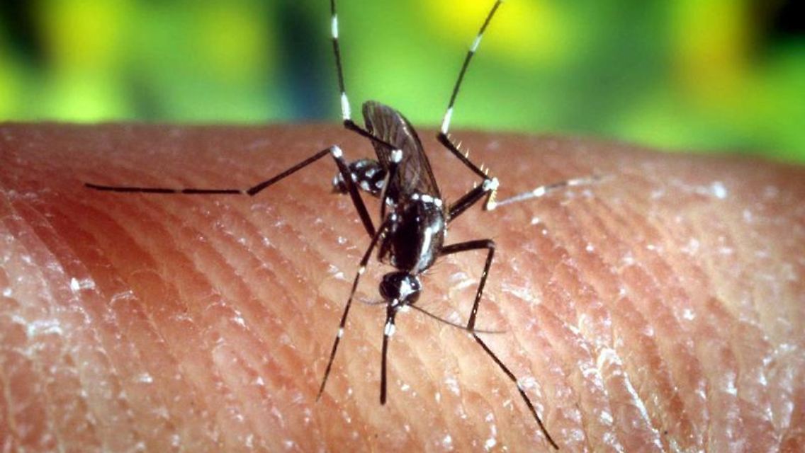 Die Japanische Enzephalitis wird durch Stechmücken übertragen.