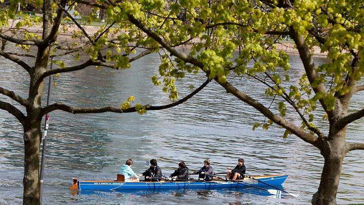 Ruderer auf dem Main.