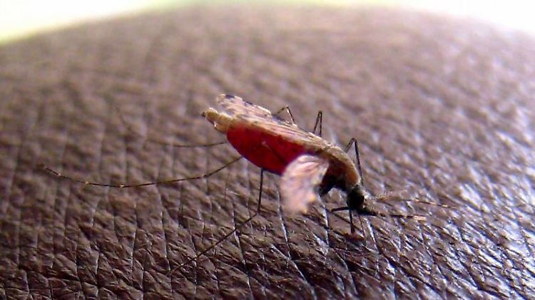 Nach Angaben der Vereinten Nationen sterben jährlich etwa 850.000 Menschen an Malaria.