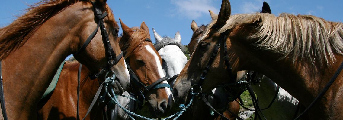 Wer auf einen Wanderritt geht, ist in der Regel in Kleingruppen unterwegs.