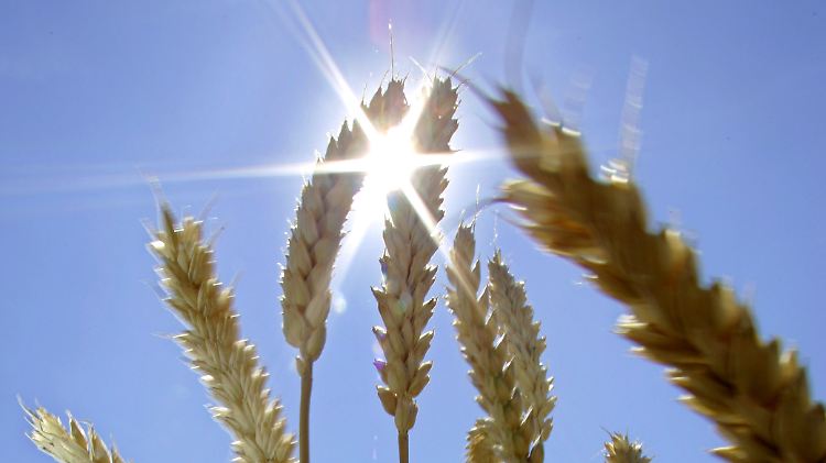 435.000 Tonnen Weizen lagert die Bundesregierung für den Katastrophenfall.
